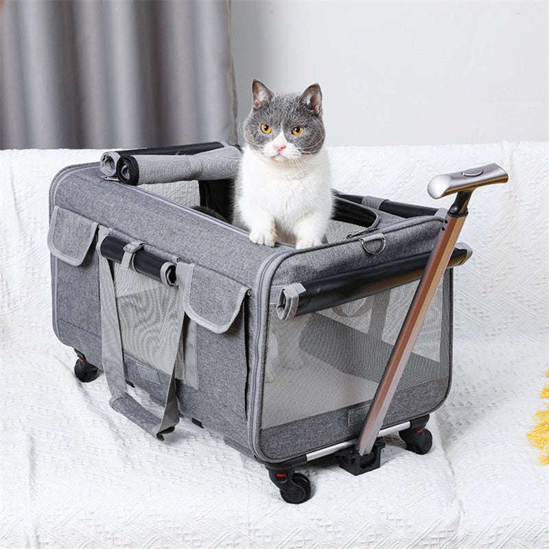 Cat carrier for large cat best sale